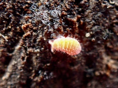 Bilobella