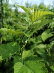 Rubus crataegifolius