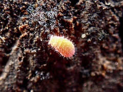 Bilobella