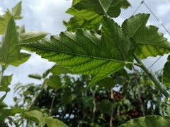 Rubus crataegifolius