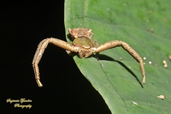 Pistius