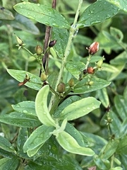 Hypericum nudiflorum