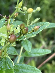 Hypericum nudiflorum