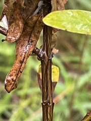 Hypericum nudiflorum