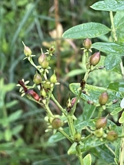 Hypericum nudiflorum