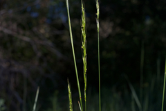 Elymus glaucus glaucus