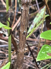 Hypericum nudiflorum
