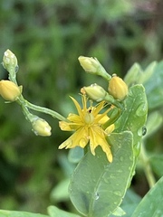 Hypericum nudiflorum