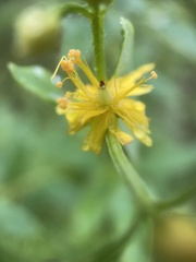 Hypericum nudiflorum