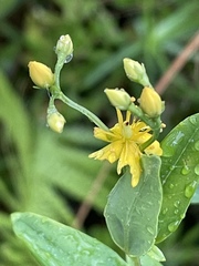 Hypericum nudiflorum