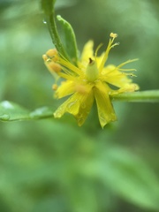 Hypericum nudiflorum