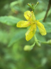 Hypericum nudiflorum
