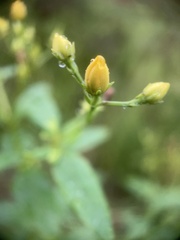 Hypericum nudiflorum