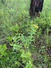 Hypericum nudiflorum