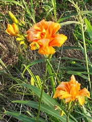 Hemerocallis fulva kwanso