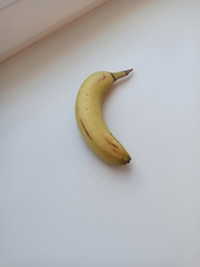 Angiospermae
