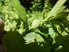 Dasineura salicifoliae