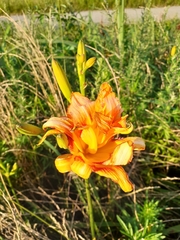 Hemerocallis fulva kwanso