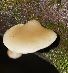 Conchomyces bursiformis