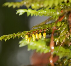 Cyathophorum bulbosum