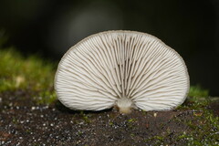 Conchomyces bursiformis