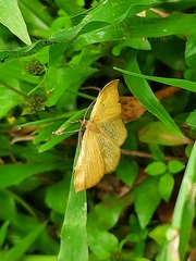 Anisephyra