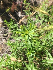 Erigeron inornatus