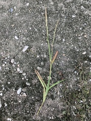 Stenotaphrum dimidiatum