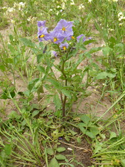 Solanum demissum
