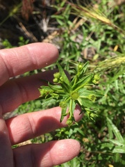 Erigeron inornatus