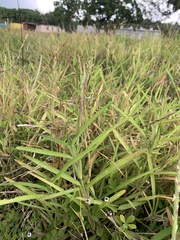 Stenotaphrum dimidiatum