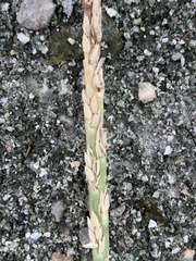 Stenotaphrum dimidiatum