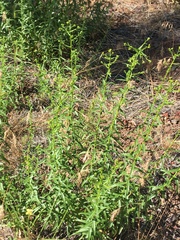 Erigeron inornatus