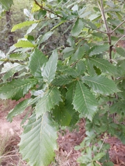 Quercus griffithii