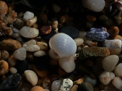 Scintillula solida