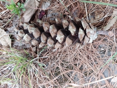 Pinus wallichiana