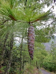 Pinus wallichiana