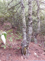 Pinus wallichiana