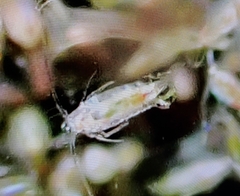 Calanidae