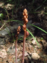 Bletia spicata