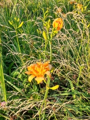Hemerocallis fulva kwanso