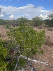 Salvadora australis