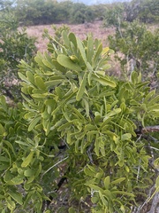 Salvadora australis