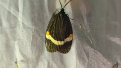 Pidorus