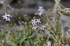 Lithotoma axillaris