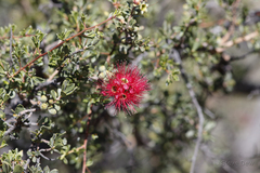 Kunzea pulchella
