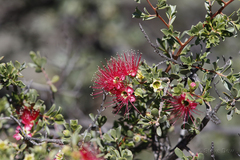 Kunzea pulchella