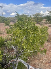 Salvadora australis