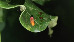 Eoscarta liternoides