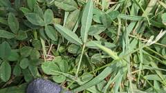 Glycine max formosana